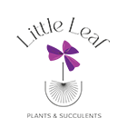 Little Leaf Mauritius